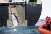 http://typingisnotactivism.files.wordpress.com/2008/02/japan-whaling-2008.jpg